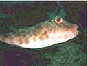 A lobeskin puffer is one of 8 different species found in Manzanillo waters