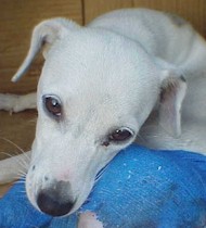 Needs loving home