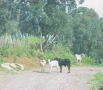 Mooove it!