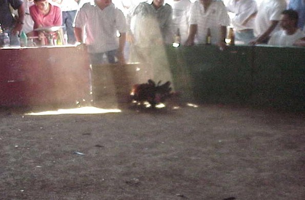 A fight to the death