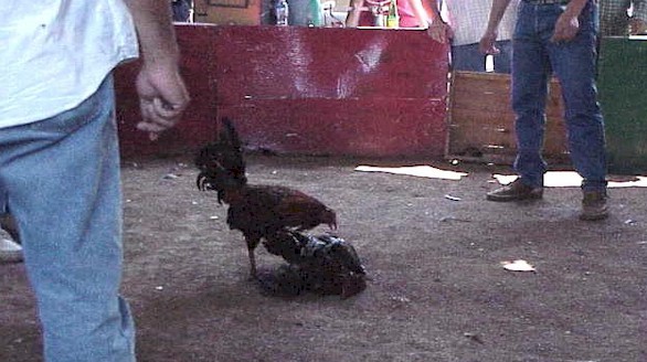 It's almost over...the owners look on