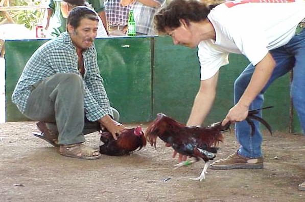 Gettin the cock "riled up"