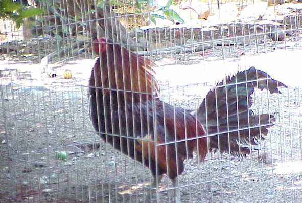 Going home to fight another day