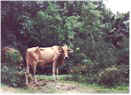 Curious cow
