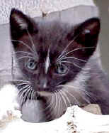 Too late for this kitten; he was euthanized