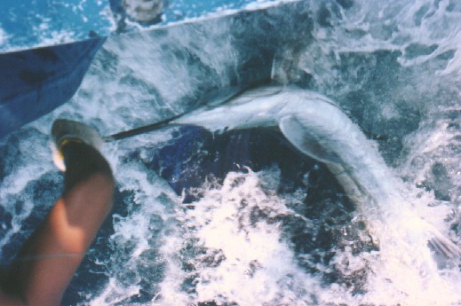 Still got some fight left