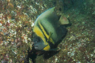 Adult Cortez Angel in Manzanillo