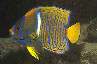 Juvenile King Angelfish
