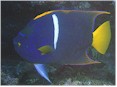 A beautiful animal
