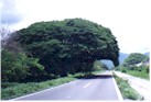 One of many large trees on the road