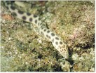 Spotted snake eel, shy and harmless