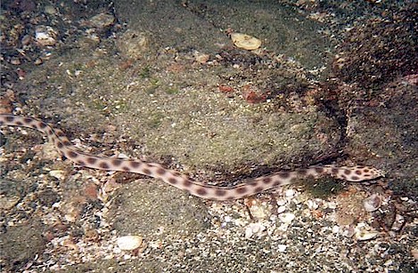 Bottom feeder
