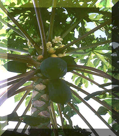 People prefer papayas over pineapples or pumpkins