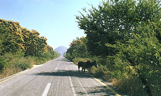 Burros on roadway in Mexico