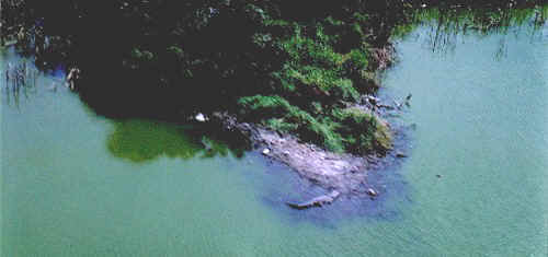 crocodile catching some rays in tropical Manzanillo, Mexico