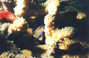 Juvenile King Angel & Red Hawkfish in hard coral
