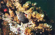 Spotted Sharpnose Puffer & Red Hawkfish