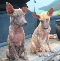 Abandoned puppies with mange