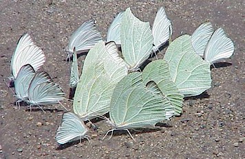 These butterflies look like a leaf when resting on one.