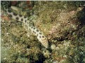 Shy and timid, the snake eel is harmless.