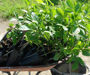 Parota seedlings ready to plant
