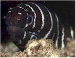 Zebra Moray, hard to find out in the open