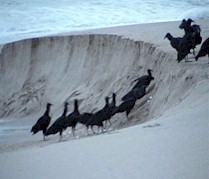 Vultures take advantage of Mother Nature's high waves