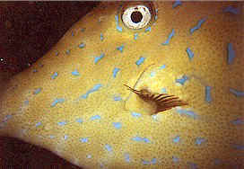 Here's how close you can come to a sleeping filefish